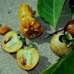 View of persimmon fruit and seeds