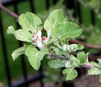 Newly emergent flower buds of the Newton apple tree planted in the botany garden