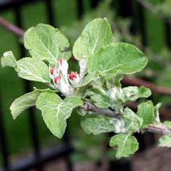 Newly emergent flower buds of the Newton apple tree planted in the botany garden