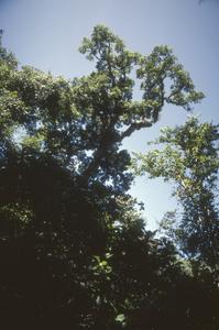 Big oaks in cloud forest south of Rincón de Manantlán