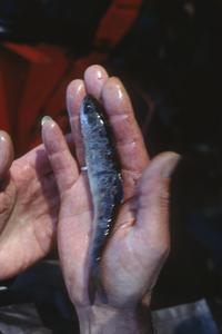 Coho fingerling in a person's hand