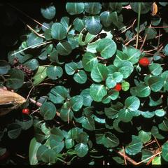 Mitchella repens with fruit in Copper Falls State Park