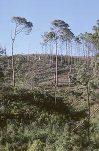 Burned over pine forest on Sierra de Manantlán