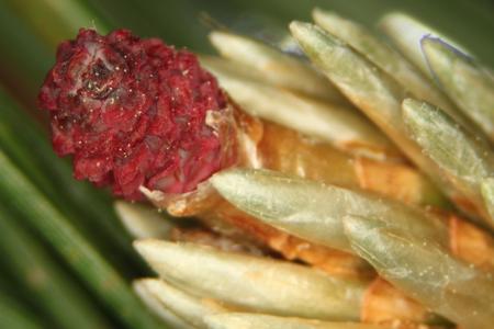 Close up of newly emergent ovulate cone of red pine