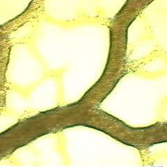 Plasmodial slime mold movie - cytoplasmic steaming of plasmodium 40x objective