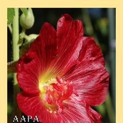 AAPA miscellany : a journal for members of the American Amateur Press Association No. 5 July 2016