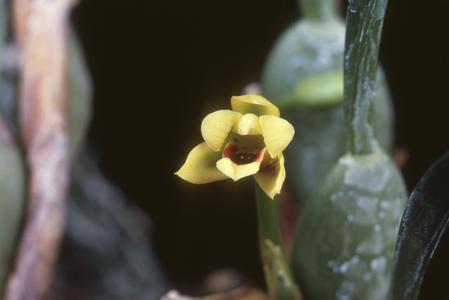 Close-up of flower of Maxillaria orchid, east of La Mosilla