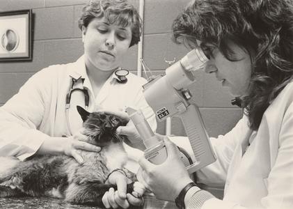Veterinary students examine cat