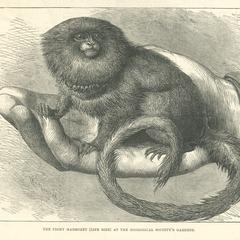 The Pygmy Marmoset (Life Size) at the Zoological Society's Gardens