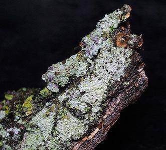 Foliose lichen on willow bark