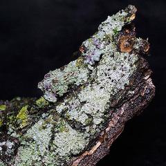 Foliose lichen on willow bark