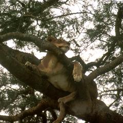Lion in a Tree at Queen Elizabeth Park