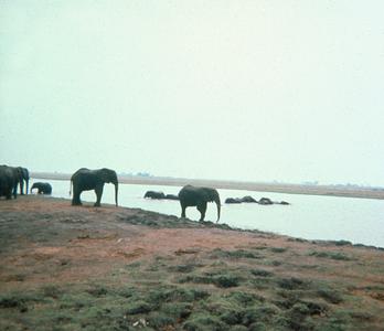 Elephants at Chobe Game Reserve