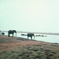 Elephants at Chobe Game Reserve