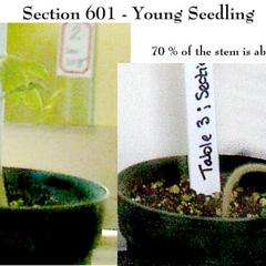 Negative gravitropism before and after - in this younger plant, 70% of the shoot responds