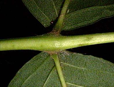 Black ash with hairs on the rachis