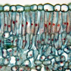 Upper epidermis in cross section of a lilac leaf