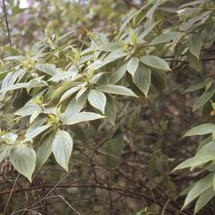 A species of dogwood, Cornus disciflora, above Ixmal