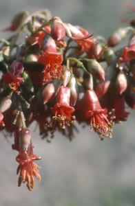 Fouquieria in bloom in Chihuahuan Desert
