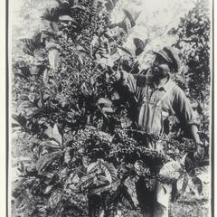 Harvesting coffee, Batangas, 1927