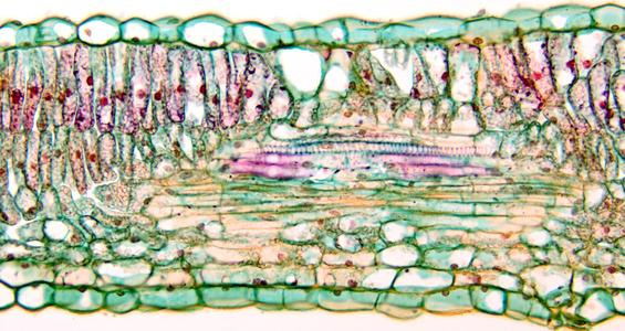 Cross section of a lilac leaf with a vein oriented in longitudinal section