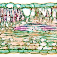 Cross section of a lilac leaf with a vein oriented in longitudinal section