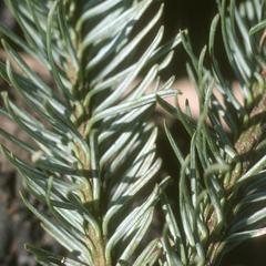 Needles of a Abies religiosa fir tree