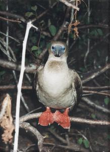 Red-footed Booby (Sula sula) in an Incense Tree (Bursera graveolens)