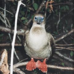 Red-footed Booby (Sula sula) in an Incense Tree (Bursera graveolens)