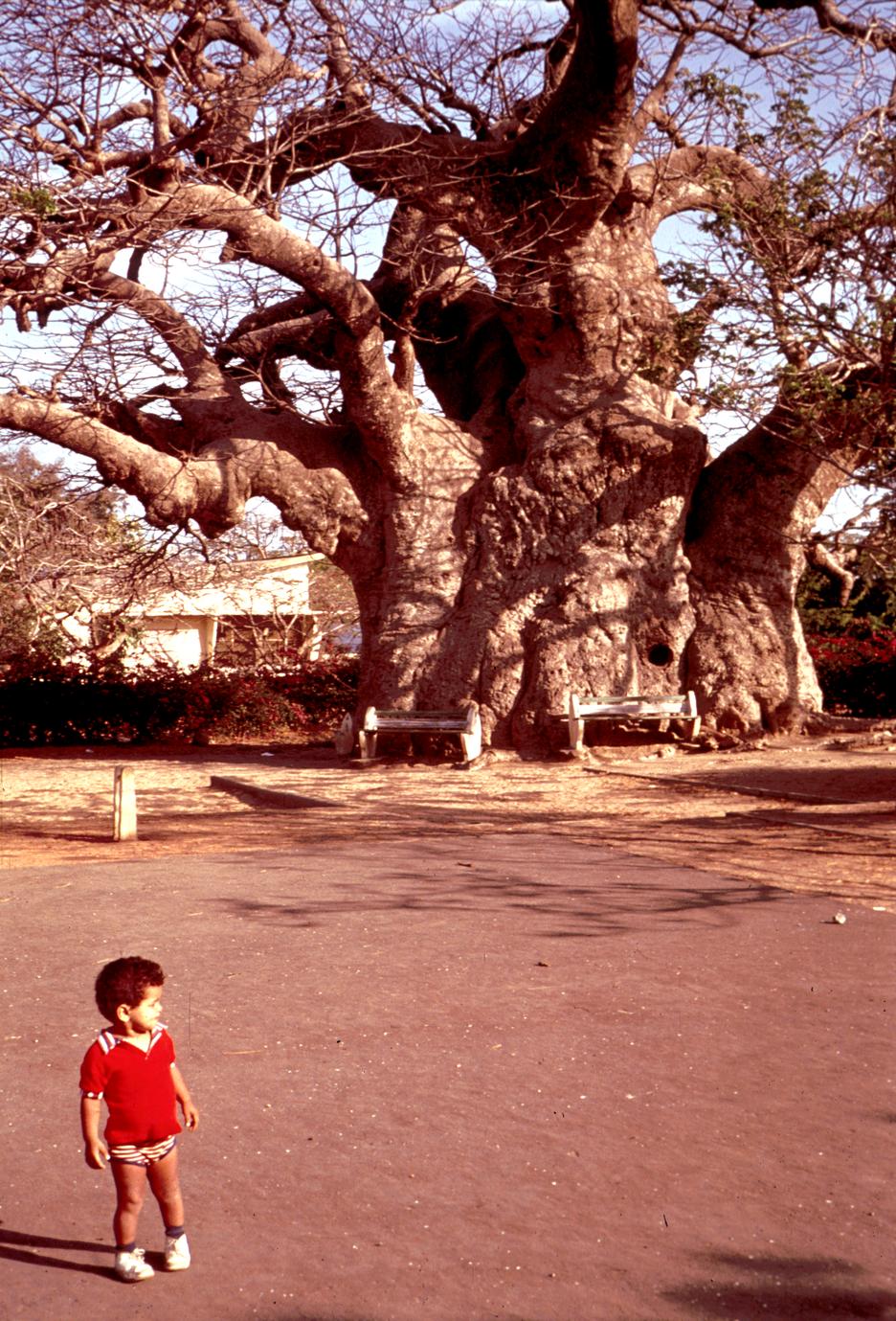 Baobab Tree and Small Child