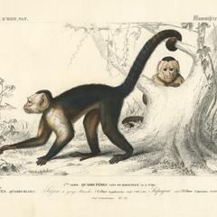 White-Headed Capuchin Print
