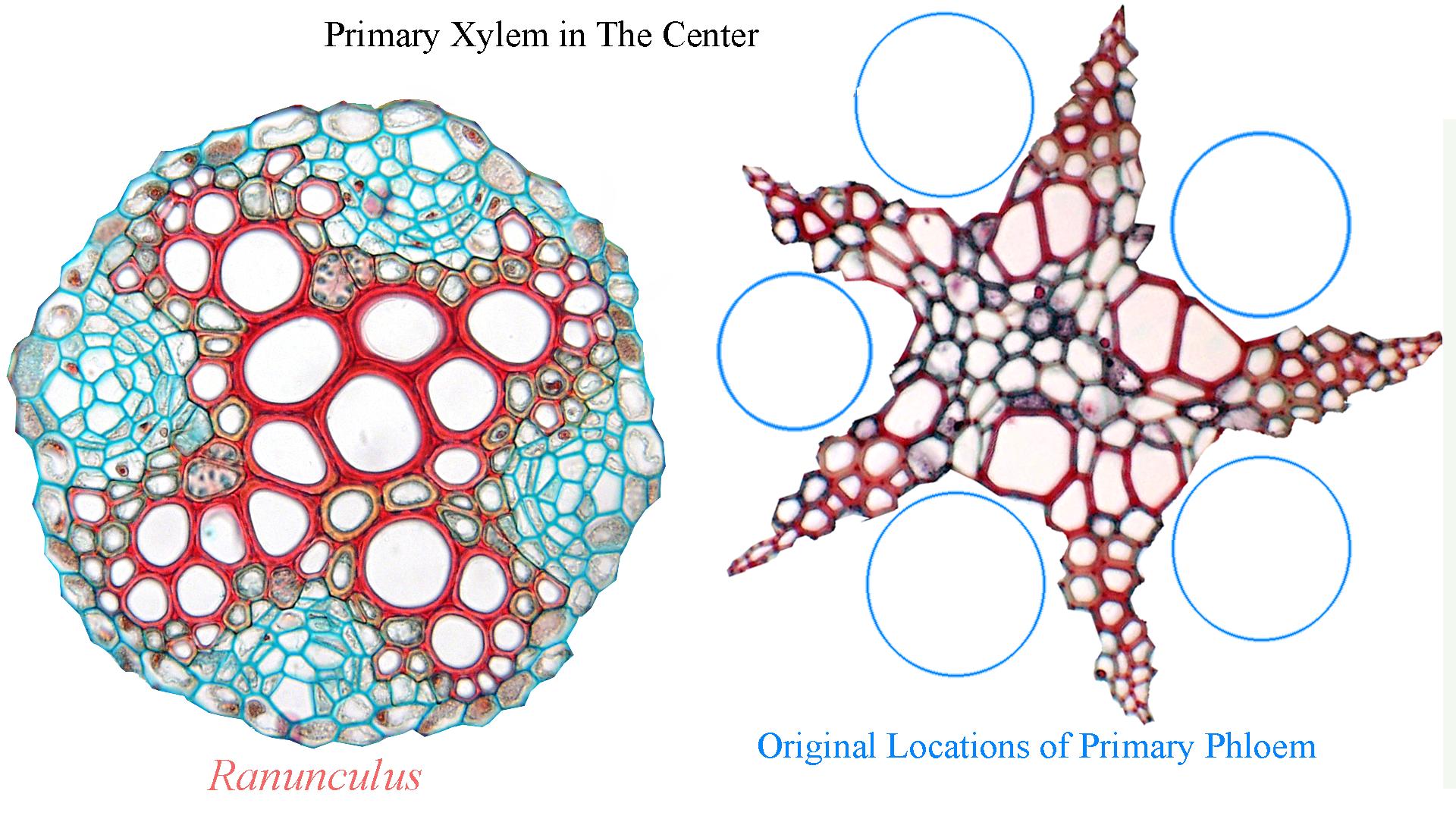 Xylem And Phloem In Root