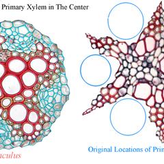 Composite of tetrarch core of primary xylem of a Ranunculus root with a pentarch core of primary xylem in a Tilia root showing original position of primary phloem