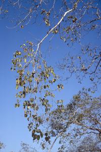 Leaves and fruit of Hura polyandra