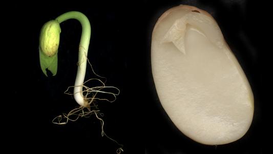 Composite of a bean seed and young seedling