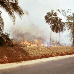 Burning Brush in Preparation for Planting under the Shifting Cultivation System of Cropping