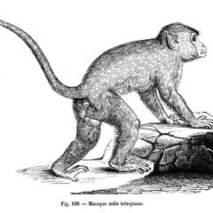Macaque mâle très-jeune