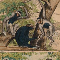 Nash Collection of Primates in Art and Illustration