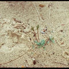 Linaria canadensis, Gasser Sand Barrens