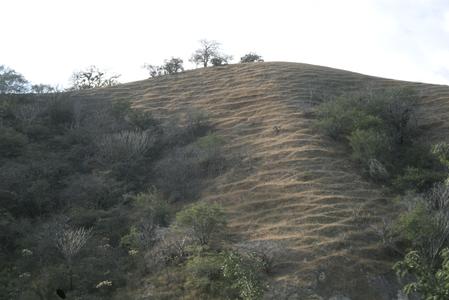 Burned and cut hillside with terraces from overgrazing