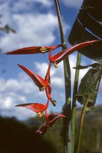 Heliconia species in subtropical rainforest east of Culiapan