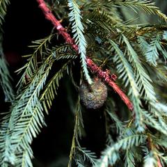 Ovulate cone of bald cypress