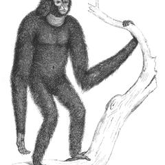 Gibbon siamang
