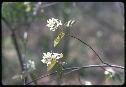 Shadbush blossoms, Madison School Forest