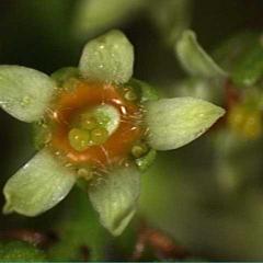 Female flower with undeveloped stamens of Rhus glabra