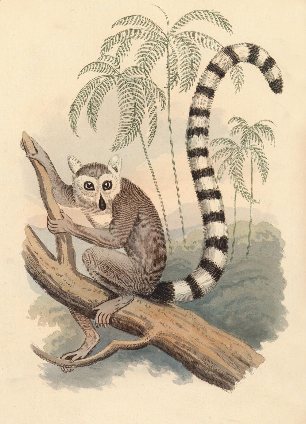 The Ring Tailed Lemur