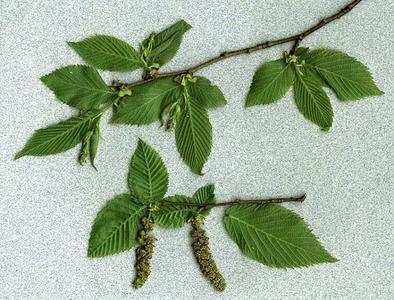 Catkins of male and female flowers of Ostrya virginiana