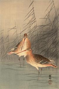 Two Bar-tailed Godwits in Shallow Waters Next to Reeds