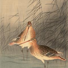 Two Bar-tailed Godwits in Shallow Waters Next to Reeds
