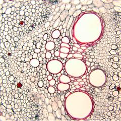 Vascular bundle in a cross section of Cucurbita stem - prepared slide